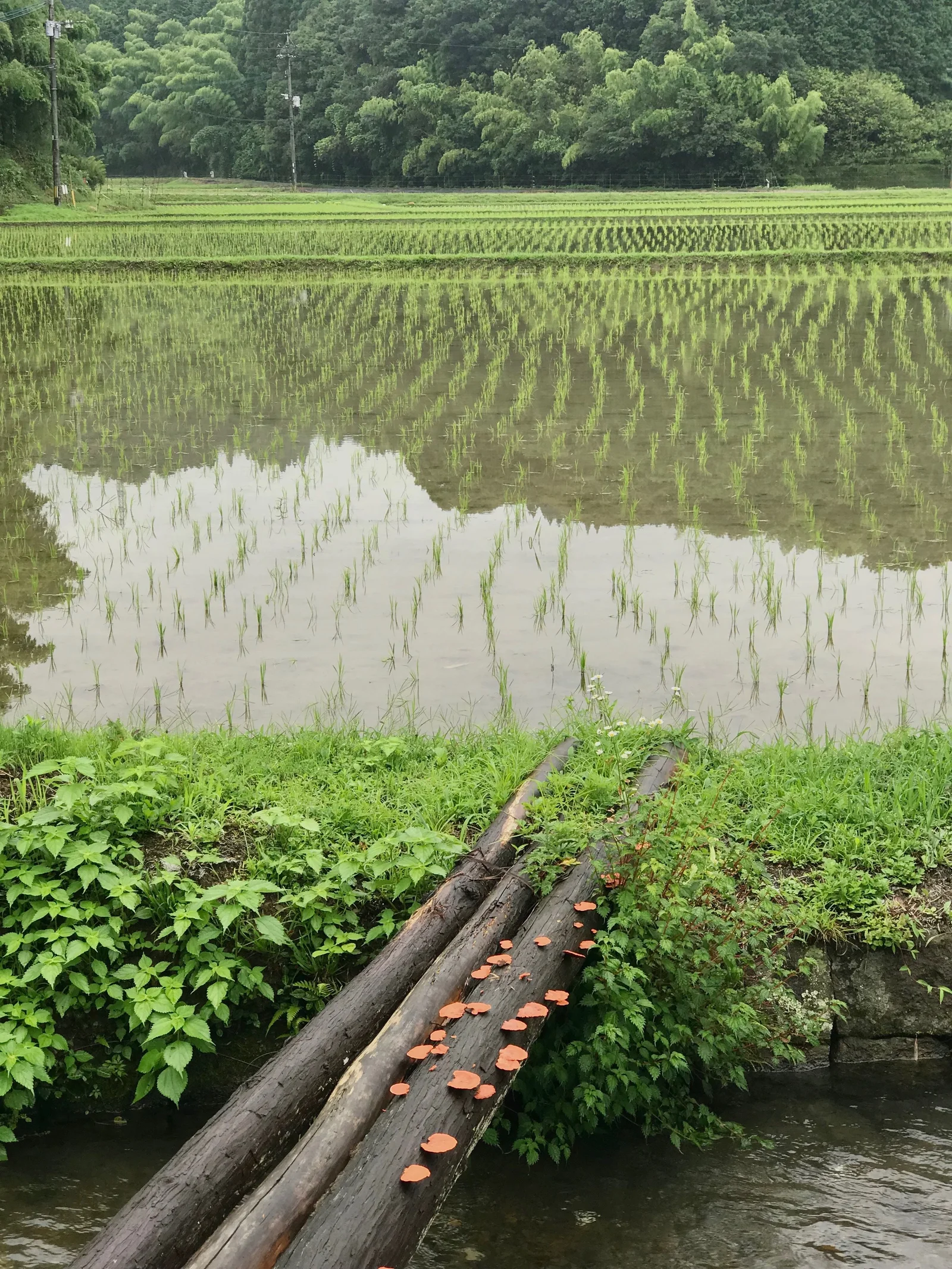 MUJEN photo 3